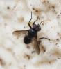 Dufouria sp.